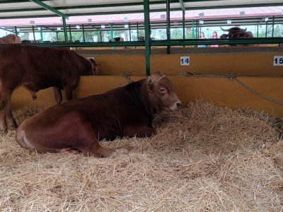 Lo mejor de la caba&ntilde;a ganadera de Gran Canaria atrae m&aacute;s de 15.000 visitantes a la primera jornada de la XXX edici&oacute;n del concurso insular