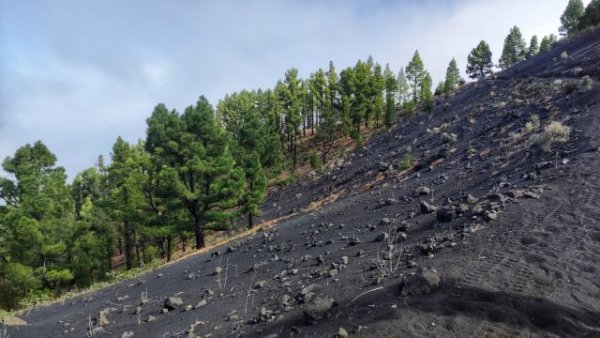 Tensamba y Foresta colaboran para reducir la huella de carbono en el planeta