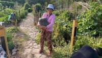 El Ecohuerto de Agaete se revitaliza con una nueva plantaci&oacute;n