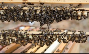 El Gobierno canario concede 539.000 euros en ayudas a la producción de miel de la raza autóctona de abeja negra