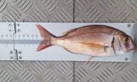 Inspecci&oacute;n Pesquera identifica infracciones en pesca y marisqueo recreativo en la zona costera entre Agaete y Mog&aacute;n