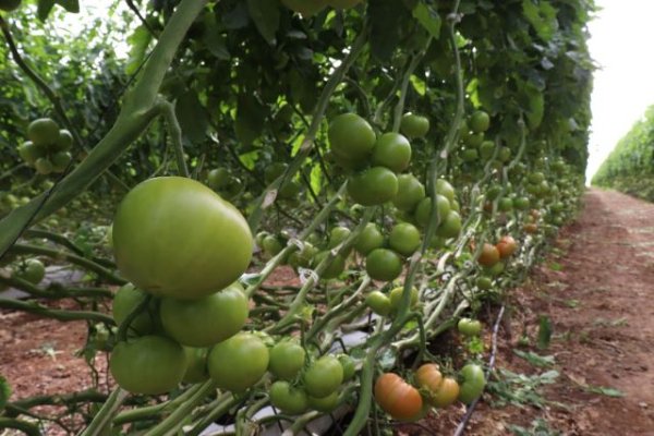 El Gobierno canario convoca la ayuda POSEI al tomate de invierno por valor de 5,5 millones de euros