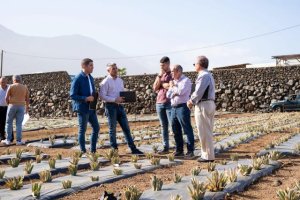 Los agricultores canarios notifican a las aseguradoras daños en 9.597 parcelas tras el paso de Dorothea