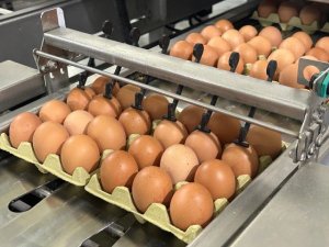 El Gobierno convoca las ayudas POSEI al fomento del consumo de carne local y la producción de huevos de gallina