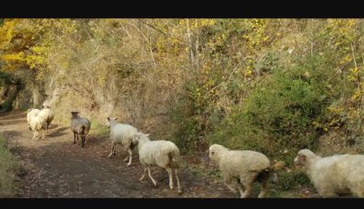 Encuentro Internacional de las entidades asociadas a las V&iacute;as de la Trashumancia y Caminos Rurales en Tenerife