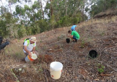 Regados m&aacute;s de quinientos &aacute;rboles de laurisilva y term&oacute;filo en la Monta&ntilde;a de Firgas