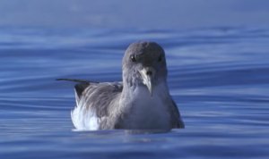 La Gomera: El Cabildo activa la campa&ntilde;a de la Pardela Cenicienta para reducir el impacto lum&iacute;nico en zonas de costas (V&iacute;deo)