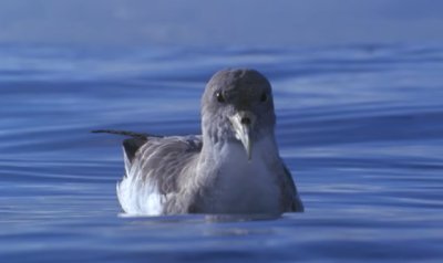 La Gomera: El Cabildo activa la campa&ntilde;a de la Pardela Cenicienta para reducir el impacto lum&iacute;nico en zonas de costas (V&iacute;deo)