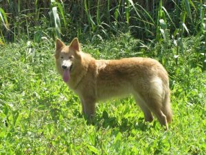 La recuperaci&oacute;n del pastor garafiano, un paso m&aacute;s en la conservaci&oacute;n de las razas aut&oacute;ctonas
