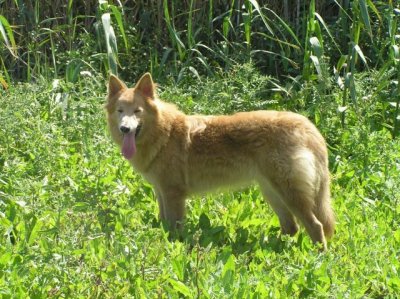 La recuperaci&oacute;n del pastor garafiano, un paso m&aacute;s en la conservaci&oacute;n de las razas aut&oacute;ctonas