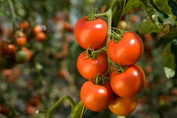 Se proponen mejoras al POSEI del tomate, conejos, terneros de engorde, industria láctea, miel, plátano y huevos