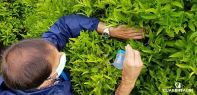 Proteger la salud de las plantas para cuidar la agricultura en la regi&oacute;n macaron&eacute;sica