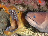 Los equipos formados por Arturo Telle y Davinia Hern&aacute;ndez y Tanaus&uacute; Motas y Ra&uacute;l Socorro triunfan en el FotoSub Sardina 2023