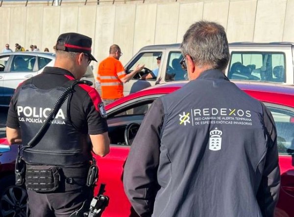 La Polic&iacute;a Auton&oacute;mica colabora para frenar la expansi&oacute;n de la culebra real de California en Gran Canaria