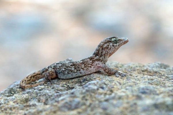 Transición Ecológica habilita un portal web de referencia Natura 2000 para Canarias