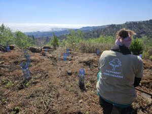 Guía: El Bosque TUI Forest Gran Canaria desarrolla un plan de mantenimiento para superar el primer verano