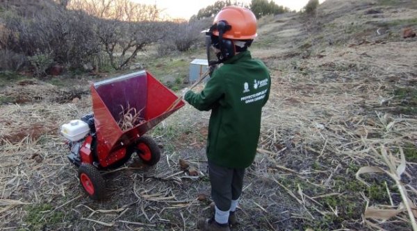 La IV edición de ‘Emplea Verde Gran Canaria 2021’ reforesta un total de 22 hectáreas de la cumbre de la Isla