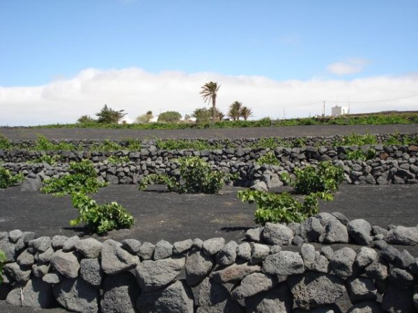 El Gobierno canario respalda la producción de vinos con DOP