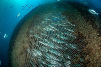 Greenpeace denuncia el problema generado por las jaulas marinas de Melenara y exige transparencia a las Administraciones p&uacute;blicas