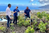 El Gobierno de Canarias lidera un proyecto para mejorar el potencial productivo de variedades de vid