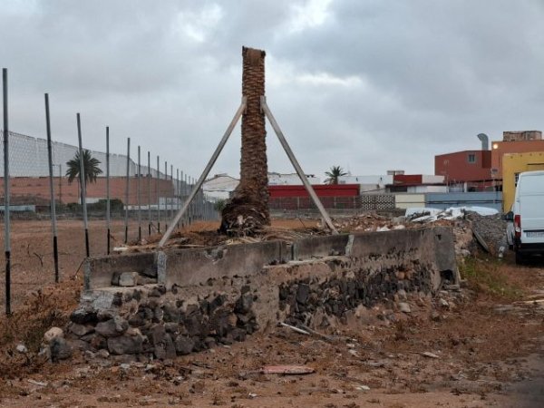Turcón lamenta la muerte de la palmera trasplantada en el Calero Alto y la poca sensibilidad institucional y empresarial en los hechos