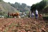 Valleseco: Llegan los días grandes de las Fiestas de Los Paperos en Madrelagua