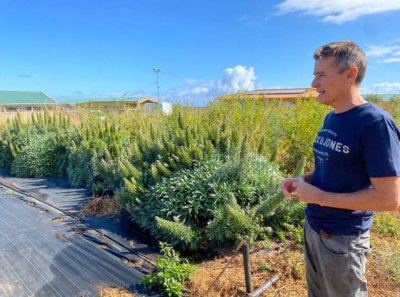 Agricultura estudia las propiedades de varias especies de tajinaste como forraje para ganado aut&oacute;ctono