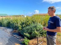 Agricultura estudia las propiedades de varias especies de tajinaste como forraje para ganado aut&oacute;ctono