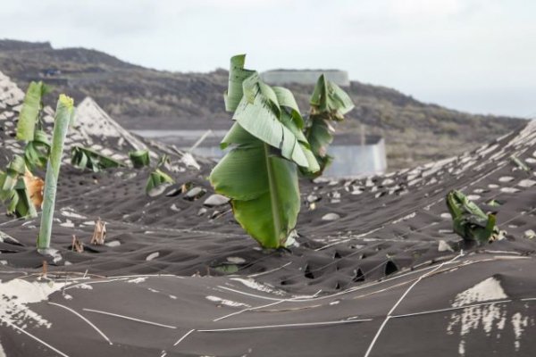 El Gobierno pide que se subsanen algunas de las solicitudes destinadas a la reconstrucción agrícola en La Palma