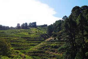 Se conceden subvenciones del PDR para la adopción de medidas de agroambiente y clima por 4,3 millones de euros