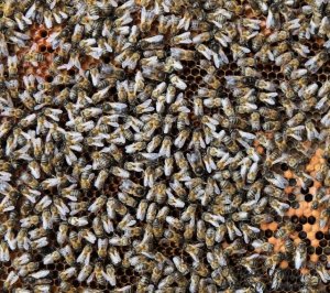 El Gobierno canario convoca ayudas de más de medio millón para la producción de miel de abeja negra