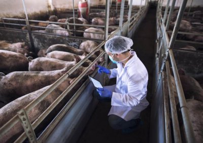 El Gobierno de Canarias convoca ayudas del POSEI para la producci&oacute;n de reproductores de porcino