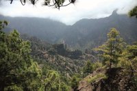 Transici&oacute;n Ecol&oacute;gica abre la consulta p&uacute;blica del anteproyecto de la Ley de Montes de Canarias