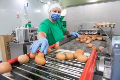 El Gobierno canario convoca las ayudas a la producción local de huevos de gallina