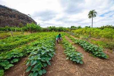 La Gomera: El Cabildo mantiene abierto el plazo de presentación de solicitudes a las ayudas al sector primario de la isla