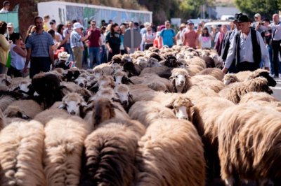 El Gobierno de Canarias declara Fiesta de Inter&eacute;s Tur&iacute;stico Regional la Fiesta de La Lana de G&aacute;ldar