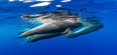 Canarias afianza su compromiso con el Corredor Biol&oacute;gico Mundial