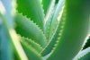 Aloe vera canario con sello tecnol&oacute;gico