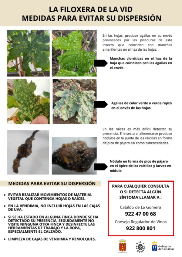 El Cabildo de La Gomera y el Consejo Regulador llevan a cabo una campaña informativa ante la filoxera