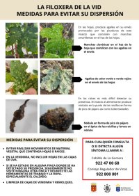 El Cabildo de La Gomera y el Consejo Regulador llevan a cabo una campaña informativa ante la filoxera