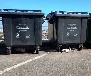 UxGC propone un Plan Municipal de Bienestar Animal y la gesti&oacute;n &eacute;tica de colonias felinas en Santa Mar&iacute;a de Gu&iacute;a