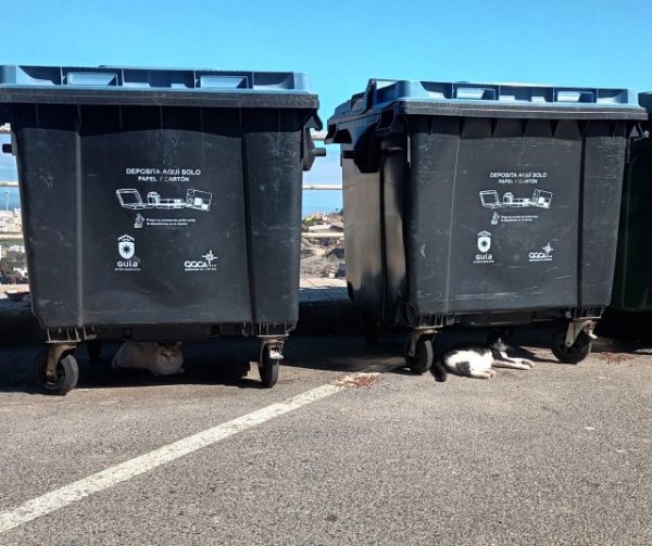 UxGC propone un Plan Municipal de Bienestar Animal y la gesti&oacute;n &eacute;tica de colonias felinas en Santa Mar&iacute;a de Gu&iacute;a