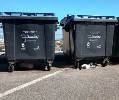 UxGC propone un Plan Municipal de Bienestar Animal y la gestión ética de colonias felinas en Santa María de Guía