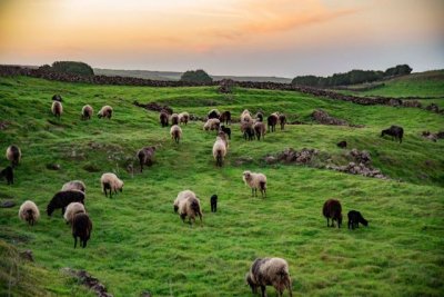 Pastores y ganaderos reclaman m&aacute;s apoyo de las instituciones para la salvaguarda de su legado cultural