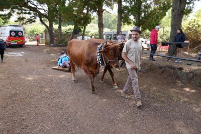 Celebrado con &eacute;xito el XIII Encuentro de Equinoterapia de Valleseco