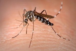 Sanidad intensifica la vigilancia tras la detección de ejemplares de mosquito Aedes albopictus en Tenerife