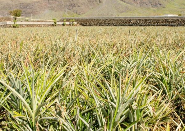 El Gobierno de Canarias forma a los productores de piña tropical sobre tecnologías de cultivo