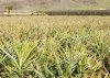 El Gobierno de Canarias forma a los productores de pi&ntilde;a tropical sobre tecnolog&iacute;as de cultivo