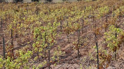 El Gobierno regional destina 3,4 millones a la suscripci&oacute;n de seguros agrarios combinados