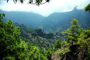 Transición Ecológica saca a información pública el nuevo Plan Forestal de Canarias